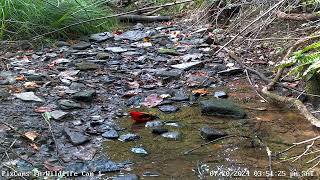 Scarlet tanager #1 in stream on Wildlife Cam 1  7/20/2024