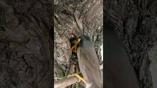 Myna feeding babies (p1)#viral #shorts #short feed #trending