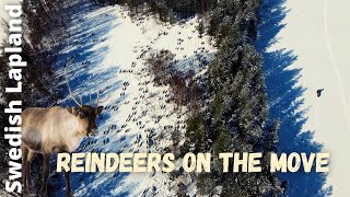 Reindeers on the move // Lapland - Land of the Sámi