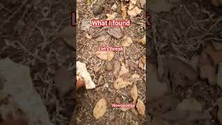 what I found #shorts #geology #youtubeshorts #wow #ytshorts #rock #trending #viral #silica #follow