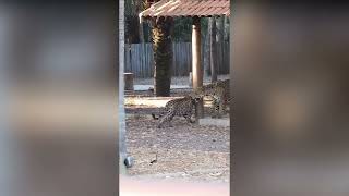 Safari Tourist Watches Big Cats Make Out On Villa Doorstep