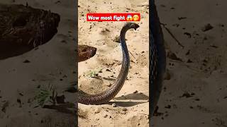 COBRA SNAKE RESCUE 🐍 #snake #viral #trending #cobra #youtubeshorts #shorts #short #reels #video