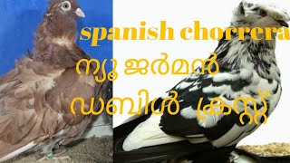 german double crested trumpeter pigeon spanish chorrera pigeon