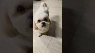 É LINDO OU NÃO É ESSE CACHORRO DA RAÇA SHITZU NOME DELE É FRED  #cachorro #dog #cãesbrasil