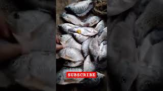 Rahasia anti boncos selain Nasib 😅#shortvideo #shorts #short #feedshorts #mancing #mancingmania