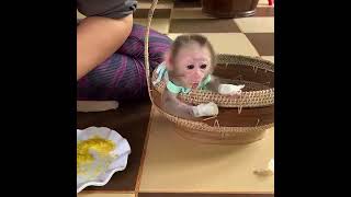 Linda Laziest Relaxing In Basket Wondering For Mom #monkey #bandar #viral #vlog #cartoon #cocomelon