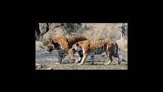 big male tigers with female (umarpani, madla and ring road male)