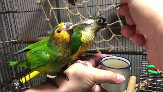 Conures hand feeding with spoon