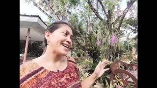 Garden Tour Part 1.   Retiring in the Philippines Living a simple Life in Cebu City