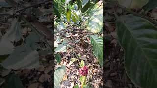 Plantation de café arabica à Coorg, sud de l'Inde au Karnataka