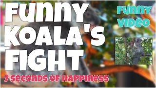 Funny Koala's fight 🔸 7 second of happiness FUNNY Video 😂 #350