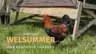 Welsummer: 5-Month-Old Chickens