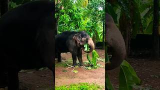 Elephant Came for Breakfast in My Backyard ❤️🙂