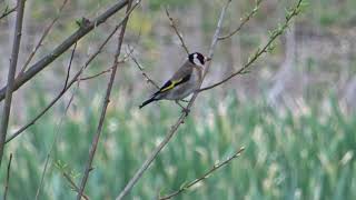 Кадънка (Carduelis carduelis)