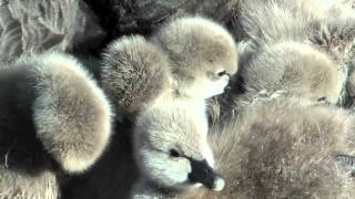 "The Beginning" of 7 Baby Black Swans