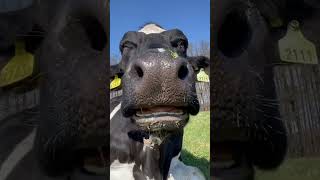 البقرة المضحكه | البقرة الراقصة | البقرة الحلوب | راعي الابقار| بقرة | cow | مقلب البقرة