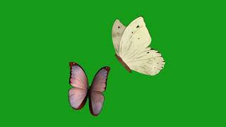 The movement of two butterflies | Green Screen Library