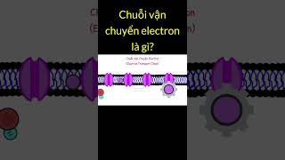 Chuỗi vận chuyển electron là gì? | Tri thức nhân loại