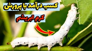 تولید ابریشم در ایران سود داره؟ | نوغانداری