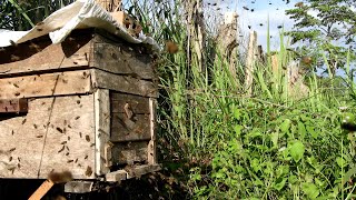 Save the bees | New home to honey bees | Apis cerana