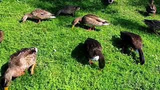 More Hungry Wild Mallard Ducks Quacking - Duck Sounds