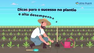 Transplantio de mudas de café