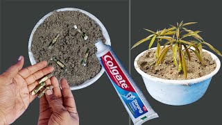 New way to propagate mango tree from cutting very easy techniques | Mango Propagation from Cuttings