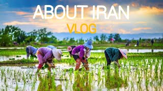 TRAVEL IN IRAN |FLOCK OF SHEEP| ISFAHAN IN IRAN | THIRTY-THREE BRIDGE | NATURE OF IRAN|IRAN 2023