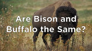 Are Bison and Buffalo the Same Thing? (PK - 2nd Grade)