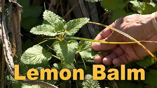 Lemon Balm – Garden Notes