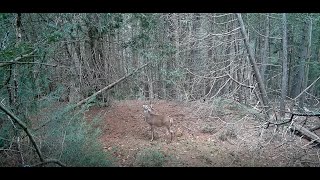 Adirondack buck scent marking, scraping, grunting and chasing