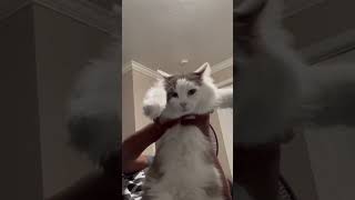 Funny dancing cat !