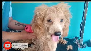 Matted Toy Poodle Semi-shave Dog Grooming