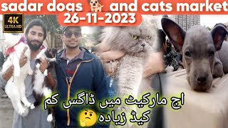 Saddar Dogs Market 26-11-23 Karachi | Pitbull dog German Shepherd Siberian | Dogs market Hindi/Urdu