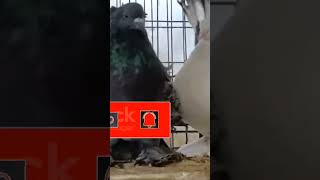 WORLD MOST BIGGEST fancy pigeon breed #shorts #youtubeshorts