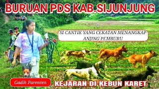 LANGKAH SUOK AWAK TIBO KAJARAN HIDUIK | BURU BABI SUMBAR 2021 DI PDS SIJUNJUNG | Yt Creator Channel