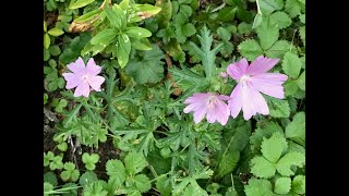 La Mauve sylvestre La fleur aux pétales en forme de coeur