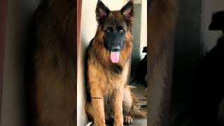 gsdindian #gsd #dog #germanshepherd #germanshepherddog #germanshepherdpuppy #viral #shorts #reels