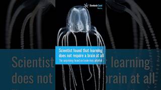 Learning does not require a brain at all - surprising found on brainless jellyfish