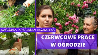 Czerwcowe prace w ogrodzie