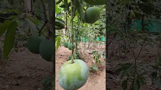 #shortvideo #farming #thrissur #anantham pets#mango