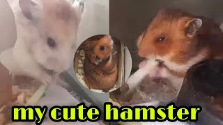 🔴My cute hamster athome they love to eat vegetables...part 1