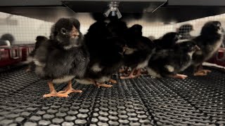 TSC Chick Brooder Updates and Review