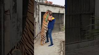 Hug with Big Tiger