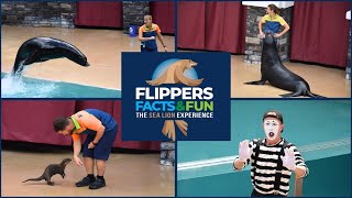 Flippers, Facts, and Fun |New Sealion Show at Seaworld Orlando