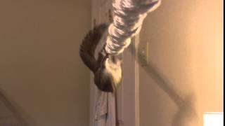 Squirrel Upside Down on Rope