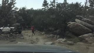 Big Bear Tundras 15