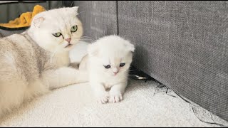 Kittens grow and play, but mommy is always nervous