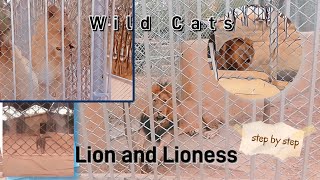 Roaming with Wild Cats: Exploring the Untamed Beauty#CatsoftheWild.