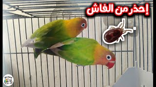 كيف أعرف أن طيوري مصابة بالفاش